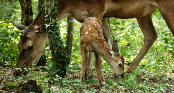 Бемби. История жизни в лесу