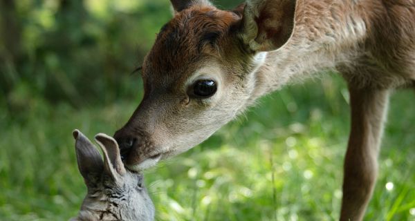 Бемби. История жизни в лесу