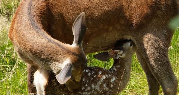 Бемби. История жизни в лесу