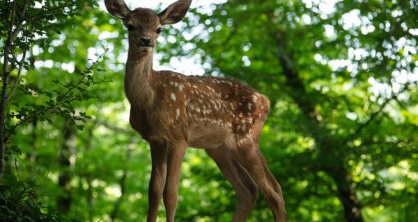 Бемби. История жизни в лесу