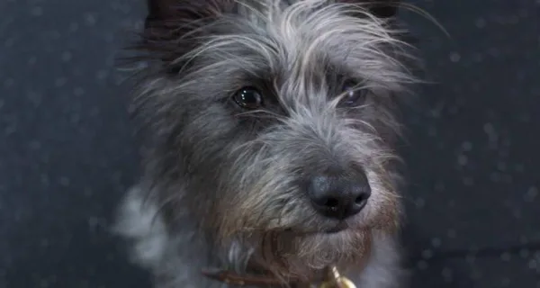 Мой любимый двортерьер / Runt (2024)